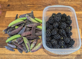 The Vegetable Patch 2024/2025