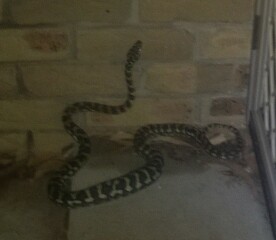 Neighbours freaking out about my under house python- Mr Hissy
