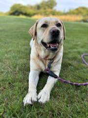 The Best Dog in the World