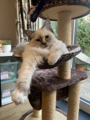 Birman cat desperate to be an outdoor cat