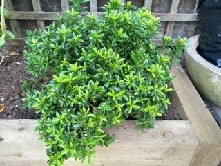 Is this an Euonymus?