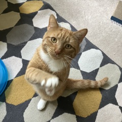 Can you train a cat? Can cats train you?