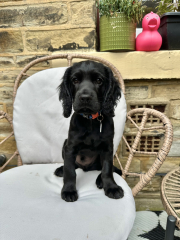 Puppy Survival Thread for New & Old Pups - Soon be Autumn 2024