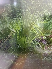 Plant ID please!