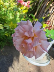 Precious roses from elderly neighbour's farm