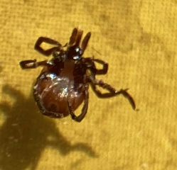 Thread 14 - TalkLair: “What The Hell Are We Supposed To Use, Man? Harsh Language?”