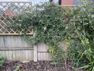 Any idea what’s wrong with my passion flower?