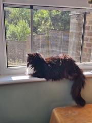 Passports, buckets and spades - the Excellent Cats go on their holidays