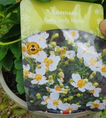 Ideas what flowers I can plant on either side please