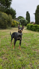 The Best Dog in the World