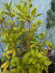 Help me to save this bayleaf tree