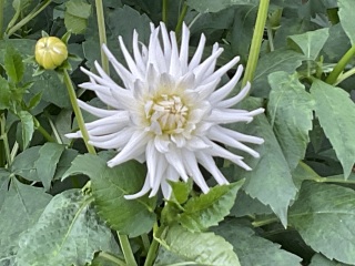 Autumn - Gardening Jobs to do this Season (Sep, Oct, Nov)