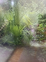 Plant ID please!