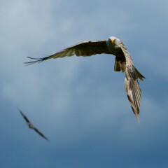 Thread 51 - Covid GCSE Cohort - Summer 24  - End of Uni Yr 2