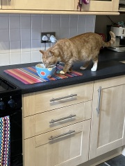 Passports, buckets and spades - the Excellent Cats go on their holidays