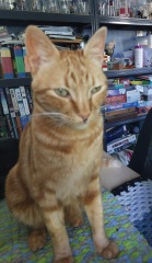 Thread 5 Starmer: keeping on keeping on