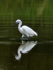 Passports, buckets and spades - the Excellent Cats go on their holidays