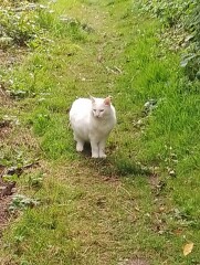 Passports, buckets and spades - the Excellent Cats go on their holidays