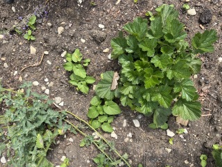 Which weeds do I have? How should I handle them?