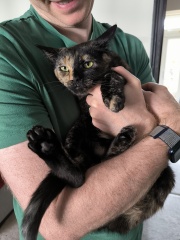 My poor kitten is going downhill - scared