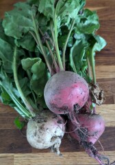 The Vegetable Patch 2024/2025
