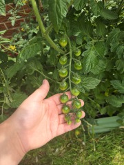 What have you done in the garden today? Part 5
