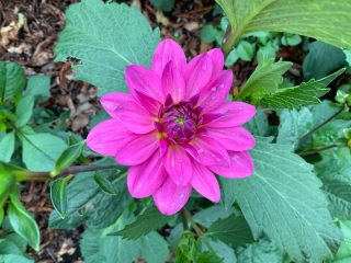 Autumn - Gardening Jobs to do this Season (Sep, Oct, Nov)