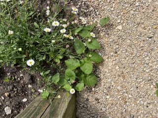 Which weeds do I have? How should I handle them?