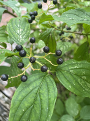 Are these elderberries?