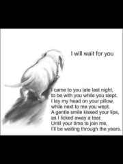 My dog, my boy, heartbroken