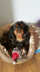 The Best Dog in the World