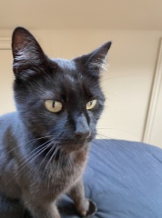 Cat has been missing for four days- when to give up hope?