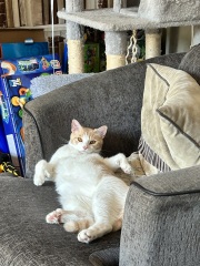 I feel like I’m starving my cats and they aren’t happy with me