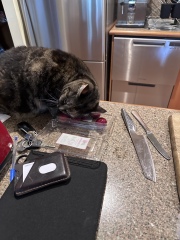 Passports, buckets and spades - the Excellent Cats go on their holidays