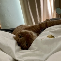 Passports, buckets and spades - the Excellent Cats go on their holidays