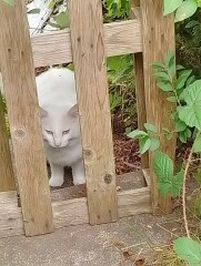 Passports, buckets and spades - the Excellent Cats go on their holidays