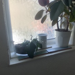 To think houseplants are a complete pain in the arse
