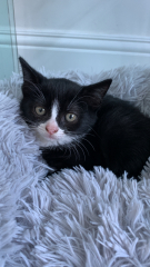 2 rescue fluffies coming to our house today