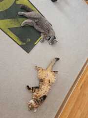 Passports, buckets and spades - the Excellent Cats go on their holidays