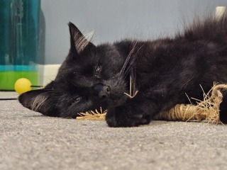 Passports, buckets and spades - the Excellent Cats go on their holidays