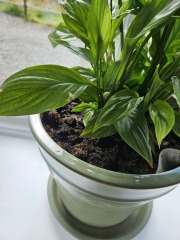 To think houseplants are a complete pain in the arse