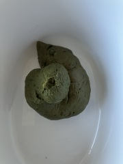TW / TMI - poo talk / picture - is this a normal poo?