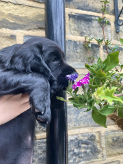 Puppy Survival Thread for New and Old Pups - Spring is around the corner!