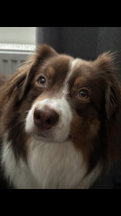 The Best Dog in the World