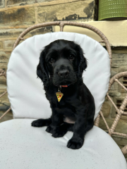 Puppy Survival Thread for New & Old Pups - Soon be Autumn 2024