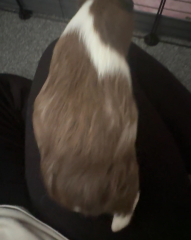 Does my guinea pig look pregnant