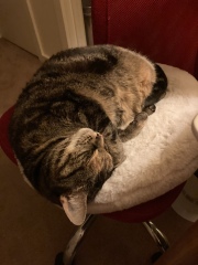 Passports, buckets and spades - the Excellent Cats go on their holidays