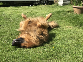 The Best Dog in the World