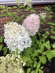 Can anyone tell me the name of this hydrangea?