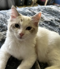 Post Castration Care